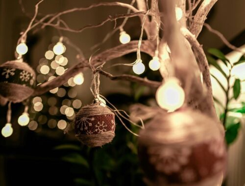 Bring Home the Magic with a Noble Fir